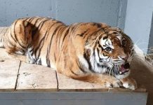 Tigrica Nina novi stanovnik “Pionirske doline”