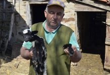 Potočari: Na svijet došlo jagnje sa šest nogu