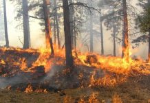 Uprava za šumarstvo KS: Dolaskom proljeća povećana opasnost od šumskih požara, oprez pri paljenju korova na imanjima