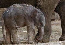 Na Tajlandu iz jame s blatom spašeno šest mladunčadi slona