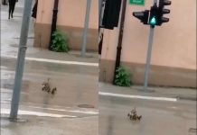 Neobičan prizor u Bihaću: Patka i pačići prelazi ulicu na zeleno svjetlo na semaforu