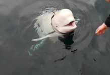 Rusija koristi kitove za špijunažu, otkrivena tajna baza u kojoj ih skrivaju