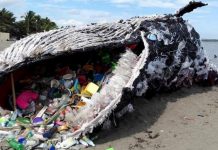 U Italiji uginuo kit prepun plastike, to je već peti u pet mjeseci