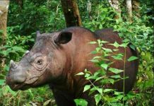 Uginuo je Tam, posljednji mužjak sumatranskog nosoroga u Maleziji