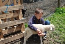 Dječak Amer voli ovce više od igračaka: Merhamet mu donirao deset ovaca