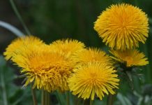 Čajevima do savršene linije: Ove dvije biljke pomoći će vam da to ostvarite