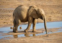 Bocvana ukinula zabranu lova na slonove