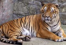 U Indiji u šest godina ubijeno više od 650 tigrova