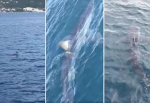 Veliki morski pas snimljen nedaleko od Makarske