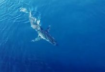 Objavljen najnoviji snimak: Veliki morski pas i dalje u Jadranskom moru