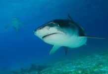 Šta nagovještava izumiranje morskih pasa u Sredozemnom moru