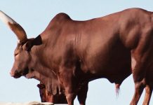 Bik usmrtio oca i sina, ni policija nije mogla da savlada životinju