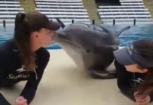 (VIDEO) Delfin koji dijeli poljupce i “topi” srca