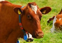 Mljekari u Tuzlanskom kantonu nezadovoljni isplatom poticaja