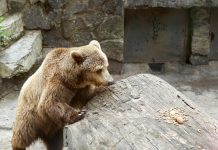 Muškarac kojeg je napao medvjed za sada stabilno