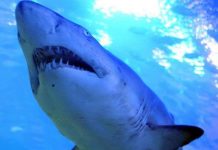 Plivački veteran se uspio otrgnuti iz ralja morskog psa