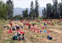 U Crnoj Gori angažovano više od 10.000 sezonskih radnika