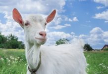 Morbidan slučaj u Banjoj Luci: Silovao kozu, pravdao se da ga je zavela