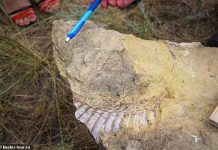 Pronađen fosil prahistorijske ribe sa testerastim zubima