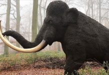 U Meksiku otkrivene 15.000 godina stare zamke za lov mamuta