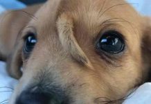 Pronašli psića kojem rep raste iz glave