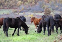 Kako je bosanski brdski konj spašen od izumiranja