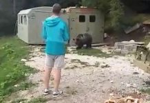Kako je medvjed postao atrakcija: Redovno dolazi na ručak do restorana na Igmanu