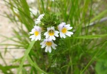 Šta sve liječi vidova trava i kako se upotrebljava ljekoviti vidovac