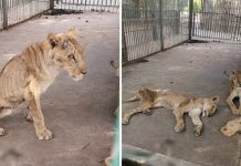 Uznemirujuće fotografije izgladnjelih lavova: Radnici parka im svojim novcem kupuju hranu