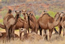 U Australiji 10.000 kamila pred odstrelom zbog vode