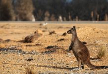 Nakon požara u Australiji, 113 životinjskih vrsta treba hitnu pomoć