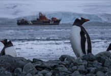 UN: Na Antarktiku izmjereno rekordnih 18,3 stepeni Celzijusa