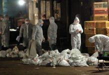 Upozorenje: slučajevi ptičije ili kokošije gripe mogući u regionu i BiH