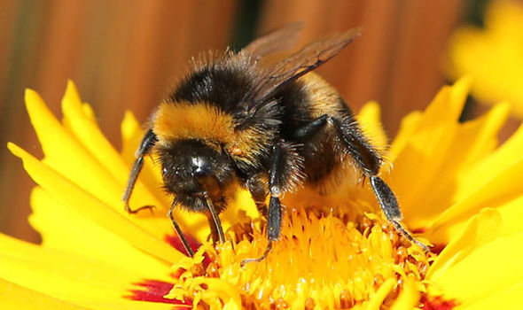 bumblebee-745592