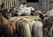 Tužna sudbina magaraca: Izgladnjuju ih, deru im kožu, prijeti im tiho izumiranje