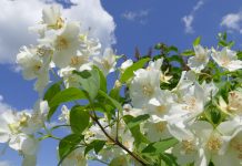 Nevjerovatne čari ulja od jasmina: Ublažava anksioznost, povećava libido, reguliše hormone i dr.