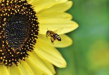 Pčele nisu jedina vrsta koja ne smije izumrijeti, ima ih još sedam