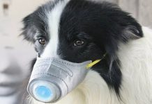 Pas zaražen koronavirusom vjerovatno prvi slučaj prijenosa virusa sa čovjeka na životinju