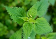 RECEPT: Sirup od koprive za čišćenje krvi