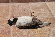 Stotine ptica padale sa neba tokom testiranja nove 5G mobilne mreže