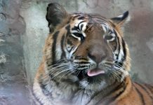 Korona virusom zaražena i tigrica iz zoološkog vrta