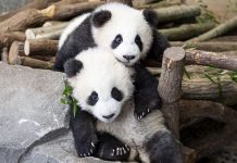 Zbog korona virusa u Njemačkom zološkom životinje gladuju