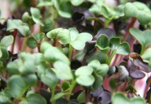 Upoznajmo nešto novo: Da li ste čuli za microgreens?