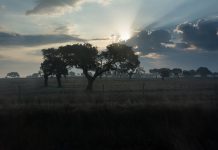 Zdrava i jednostavna jutarnja rutina pomoću koje možete osvojiti dan