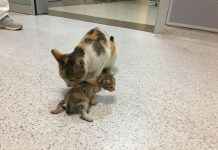 Majka je majka: Maca donijela svoje bolesno mače kod ljudi u Hitnu pomoć