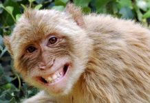 Majmuni napali tehničara u laboratoriji i pobjegli s uzorcima testova na koronavirus