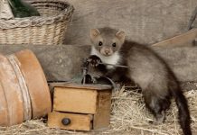 Nizozemska će ubiti na hiljade kanadskih kuna zbog zaraze koronavirusom