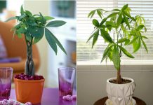 Pachira ili drvo novca: Biljka godine koja ima status magneta za sreću