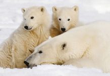 Do 2100. moglo bi nestati polarnih medvjeda