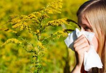 Upozorenje alergičnim osobama: U zraku prisutan polen ambrozije